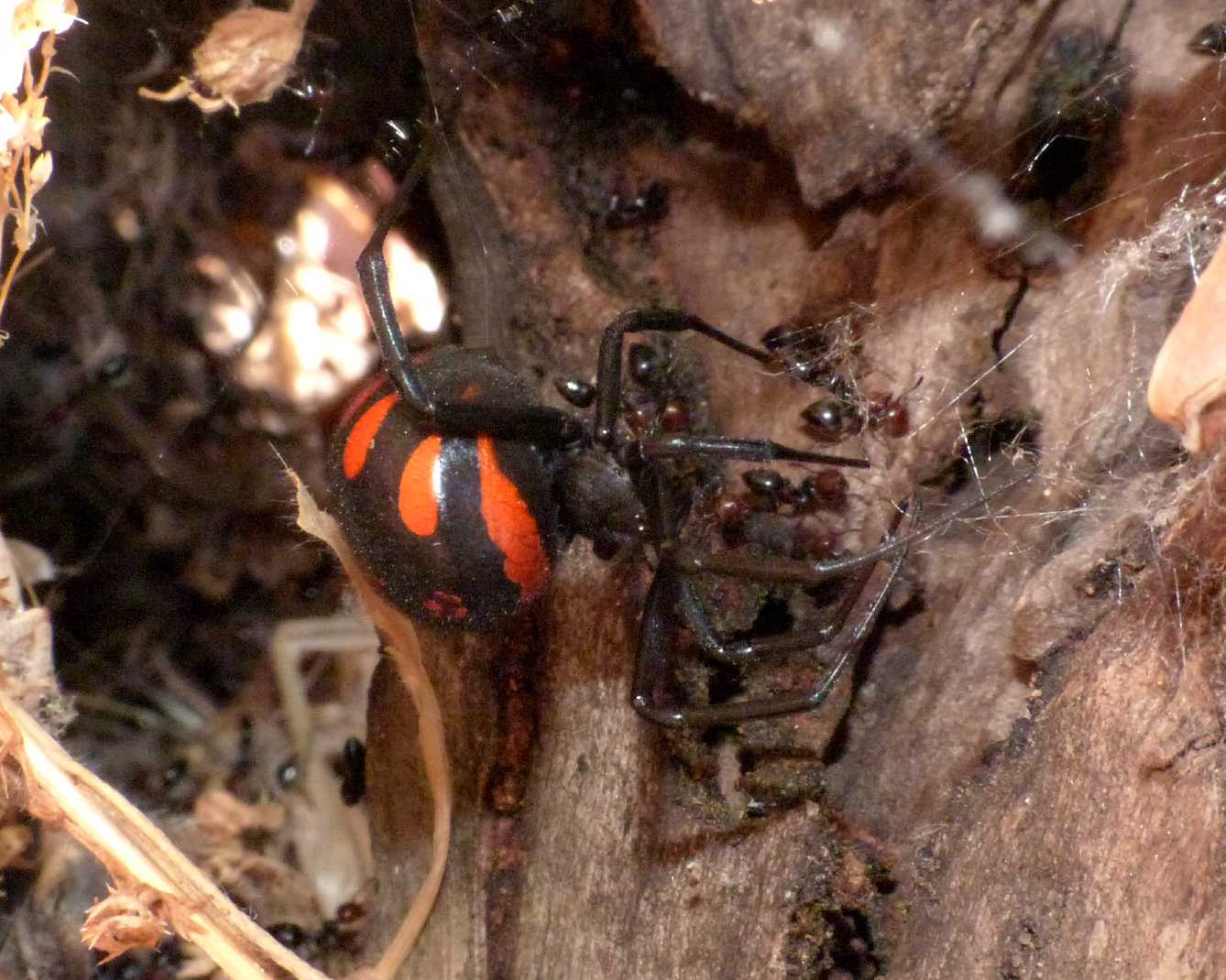 Latrodectus tredecimguttatus: incidente diplomatico